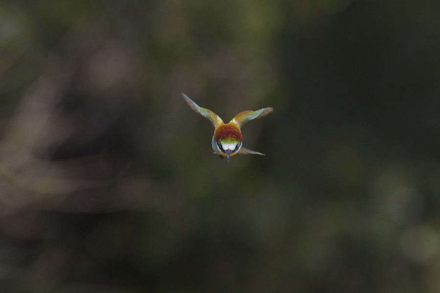 Bee Eater 15